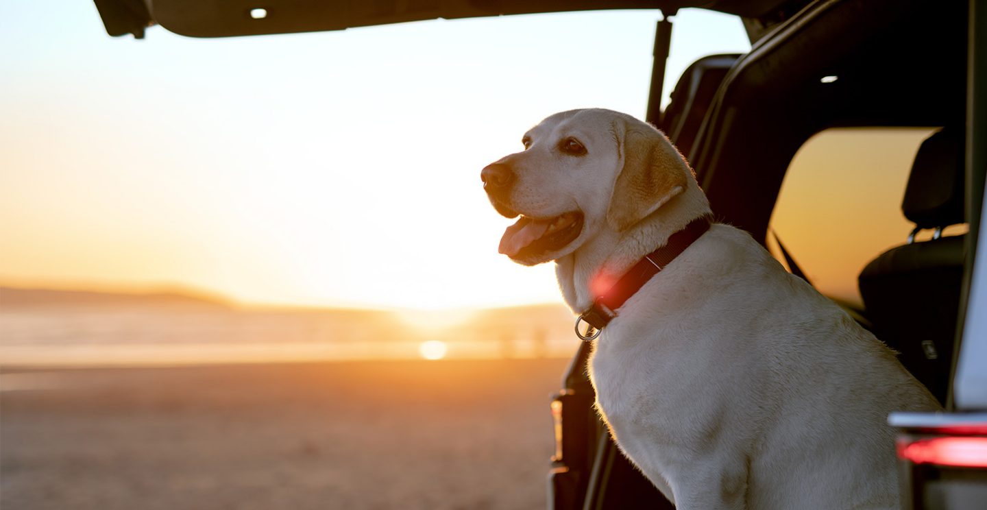 The 2022 Grand Wagoneer with the rear liftgate open and a dog looking out the back.